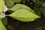 American beautyberry